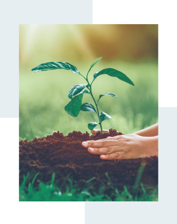 Close up of someone planting a small leafy plant.