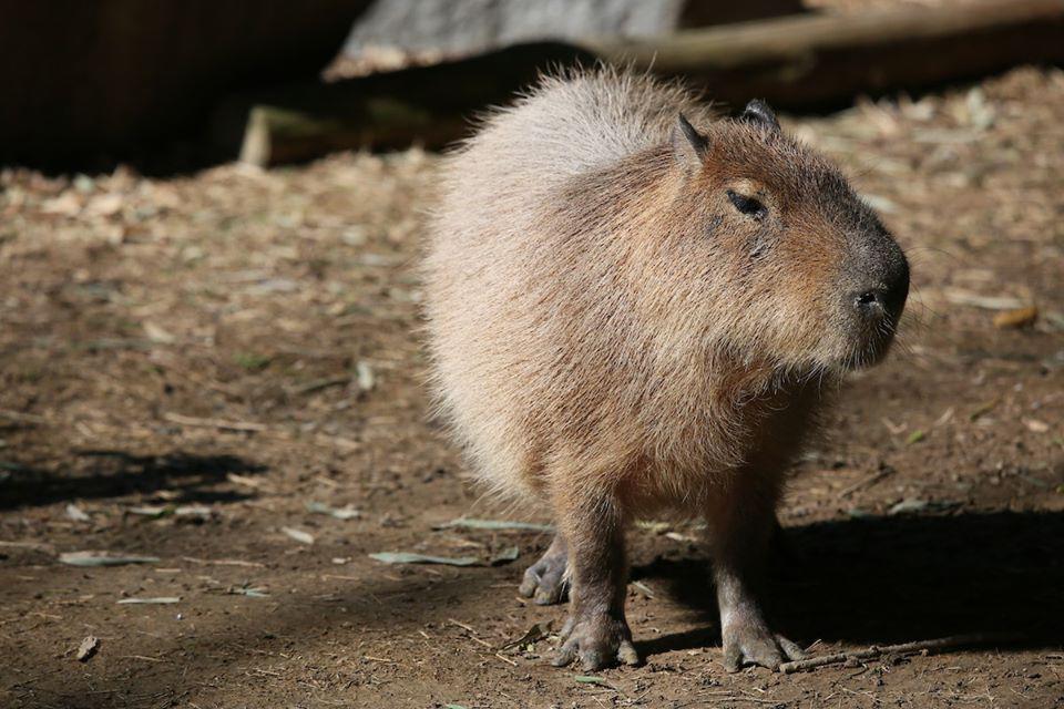 Memphis Zoo Photo