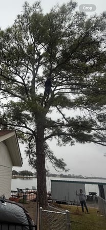 Images CBM Tree Services LLC