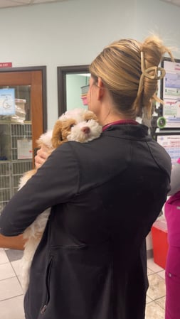 Images VCA Preston Park Animal Hospital