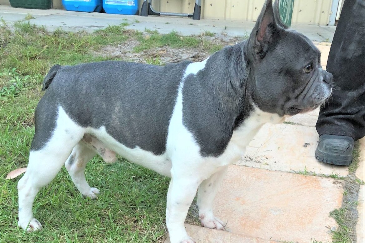 Images Tralinka French Bulldogs