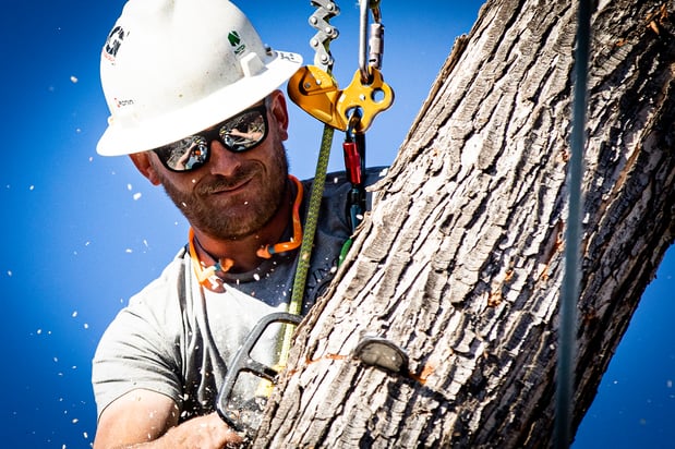 Images King Tree Service