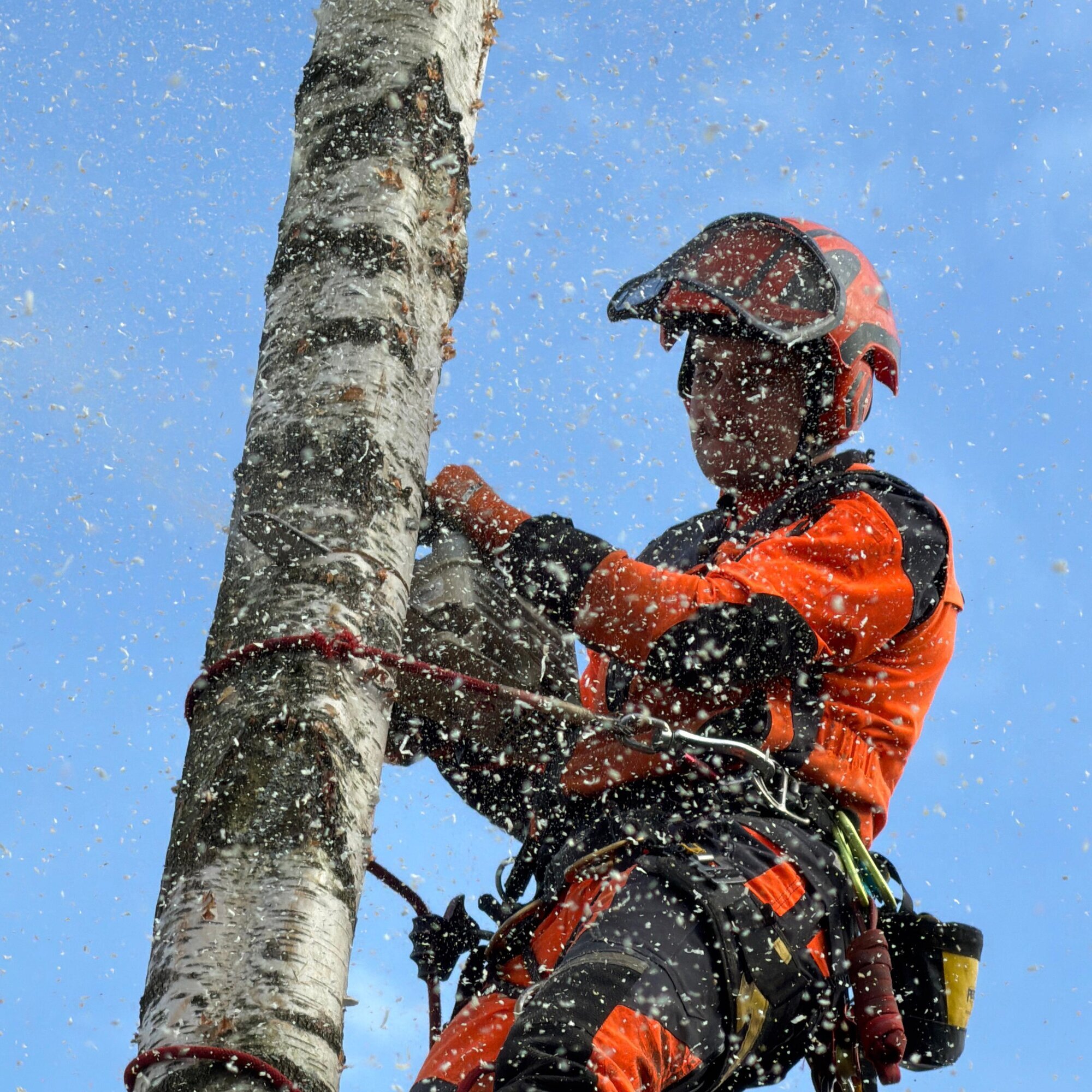 Baumdienst Behan, Im Winkel 22 in Schalksmühle