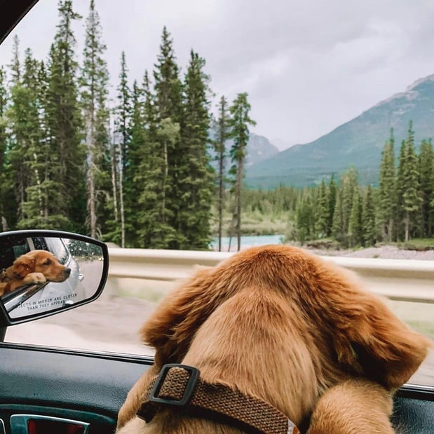 Images Great Outdogs