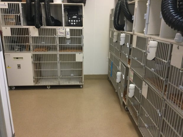 Images Petco Grooming