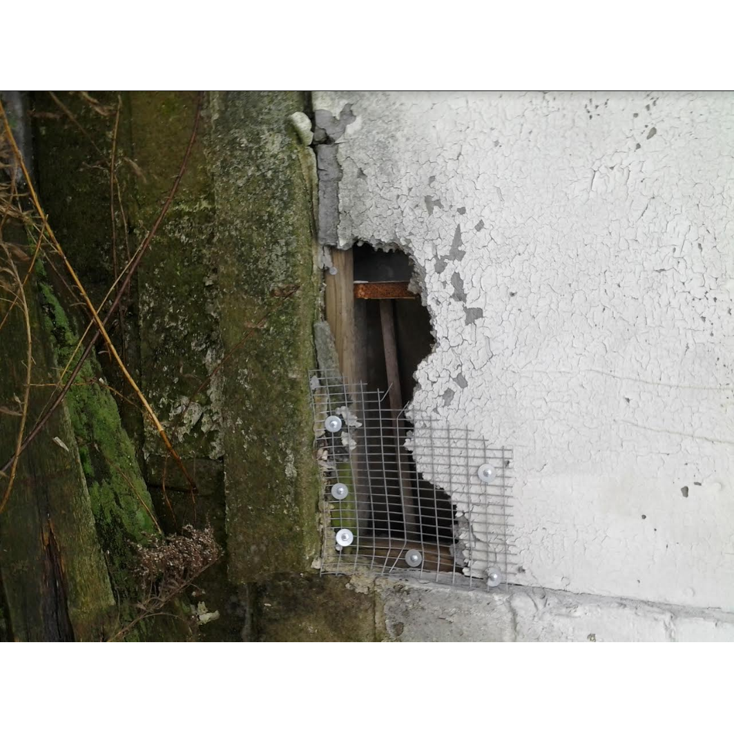 Dragon Catchers Nuisance Wildlife Control