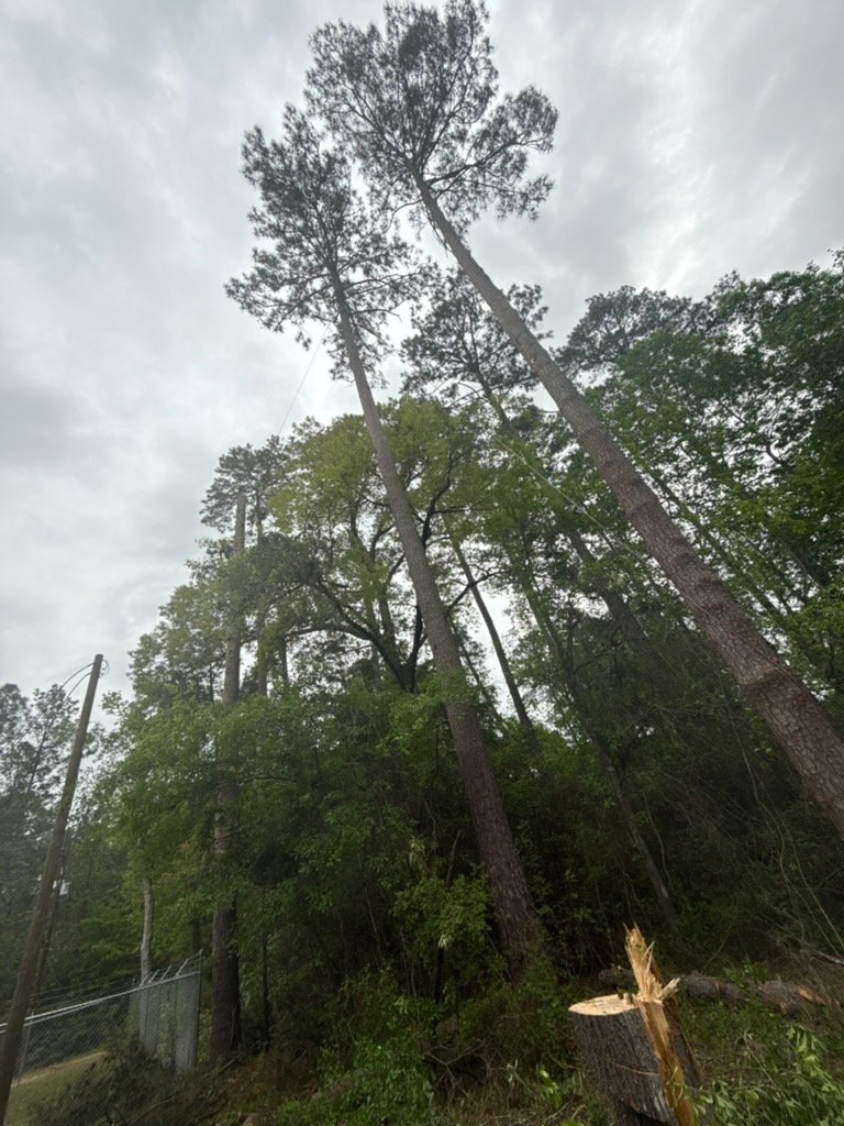 Cruz Professional Tree Services Image