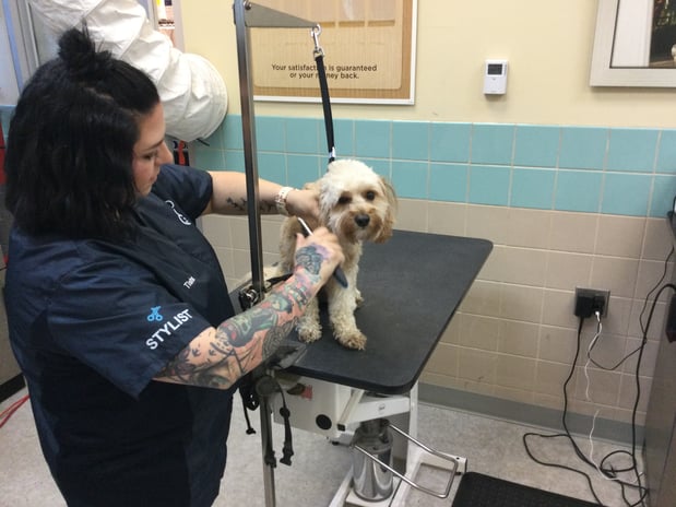 Images Petco