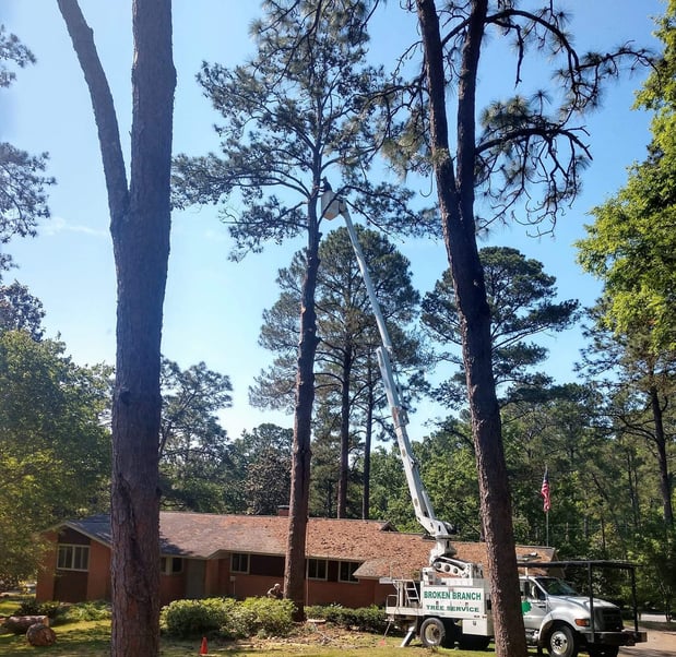 Images Broken Branch Tree Service LLC