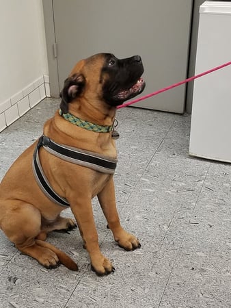 Images Gateway Animal Hospital