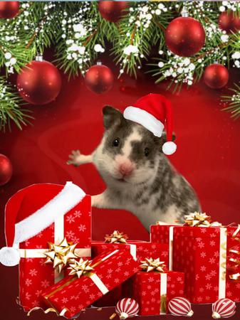 Images Frank's Pet Shop