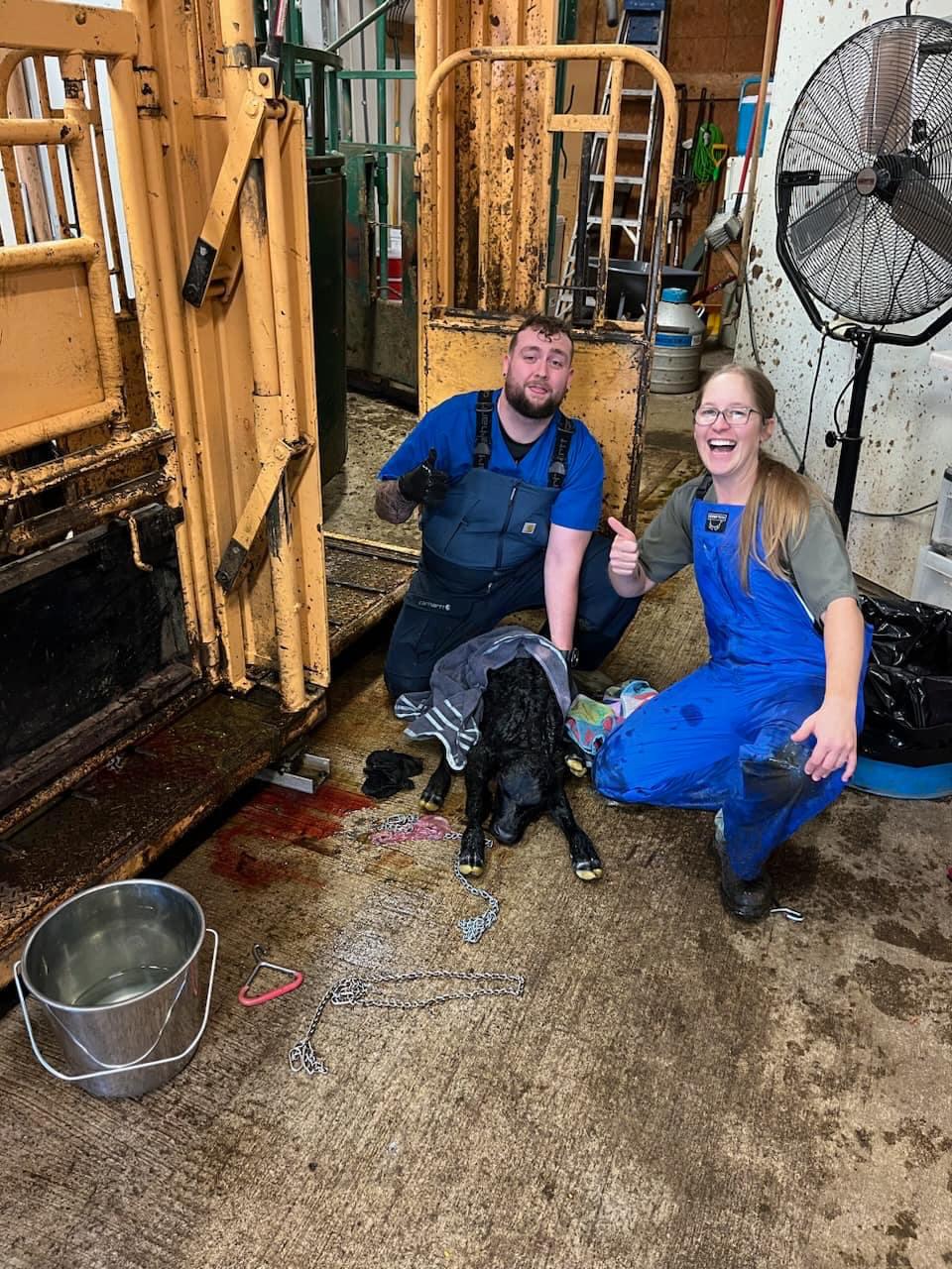 Our team hard at work with a baby calf