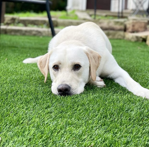 Images Waterloo Turf Austin
