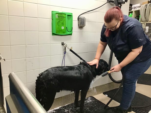 Images Petco Grooming