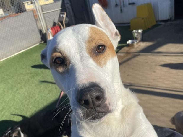 Images Creature Comforts Veterinary Resort and Suites, Inc.