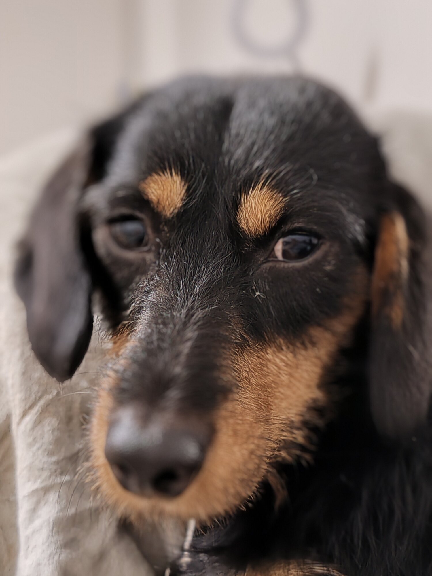 Bilder Hundezentrum Lapki