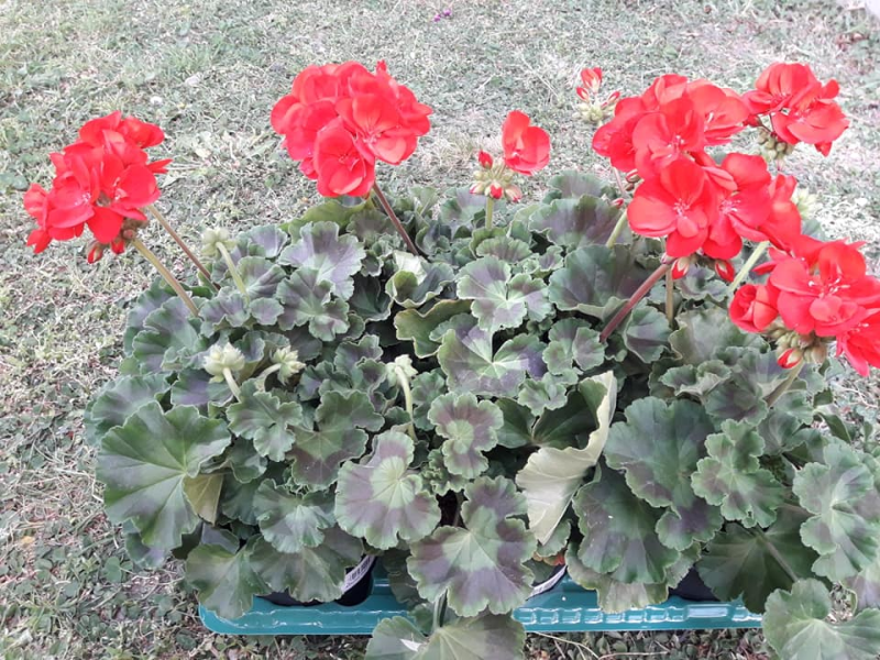 Images I Fiori di Marina