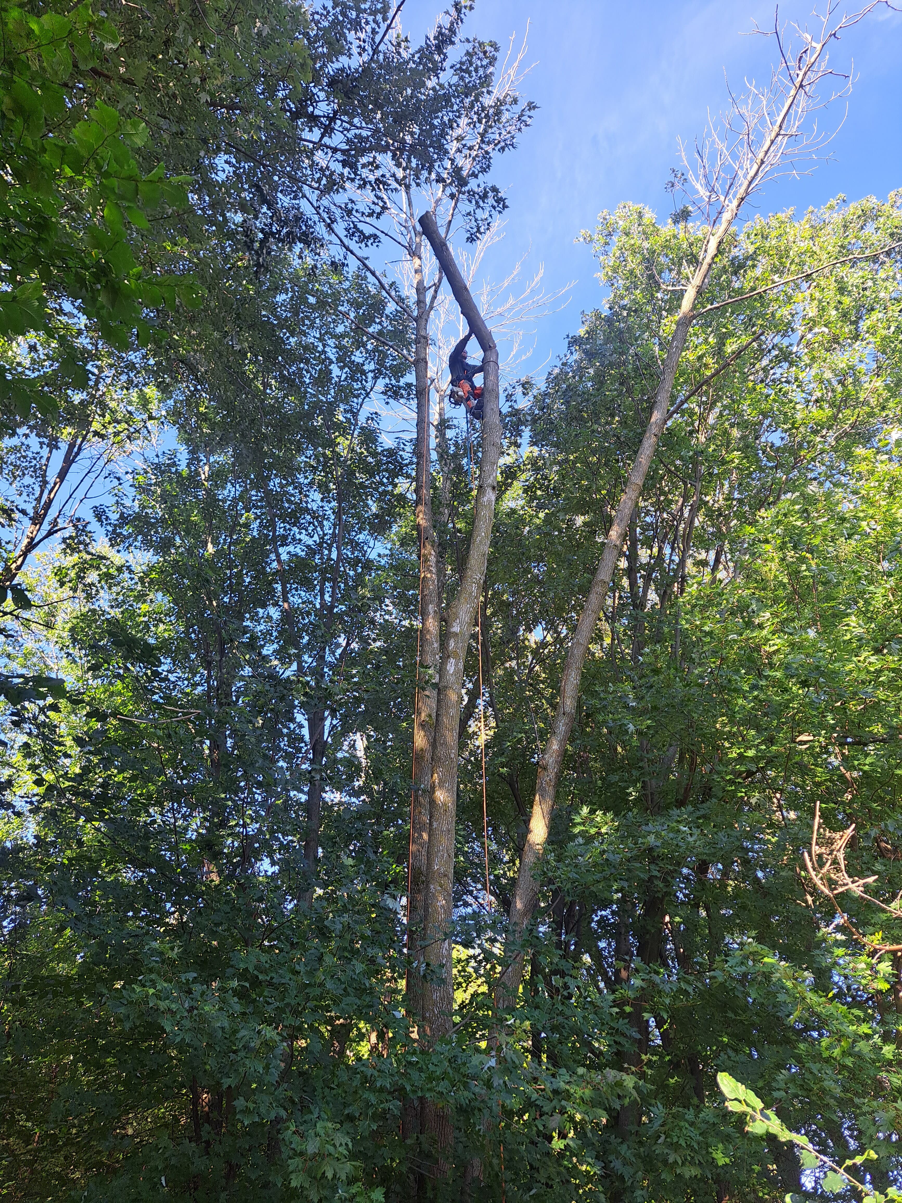 Images Émondage SX - Élagueur Sainte-Catherine