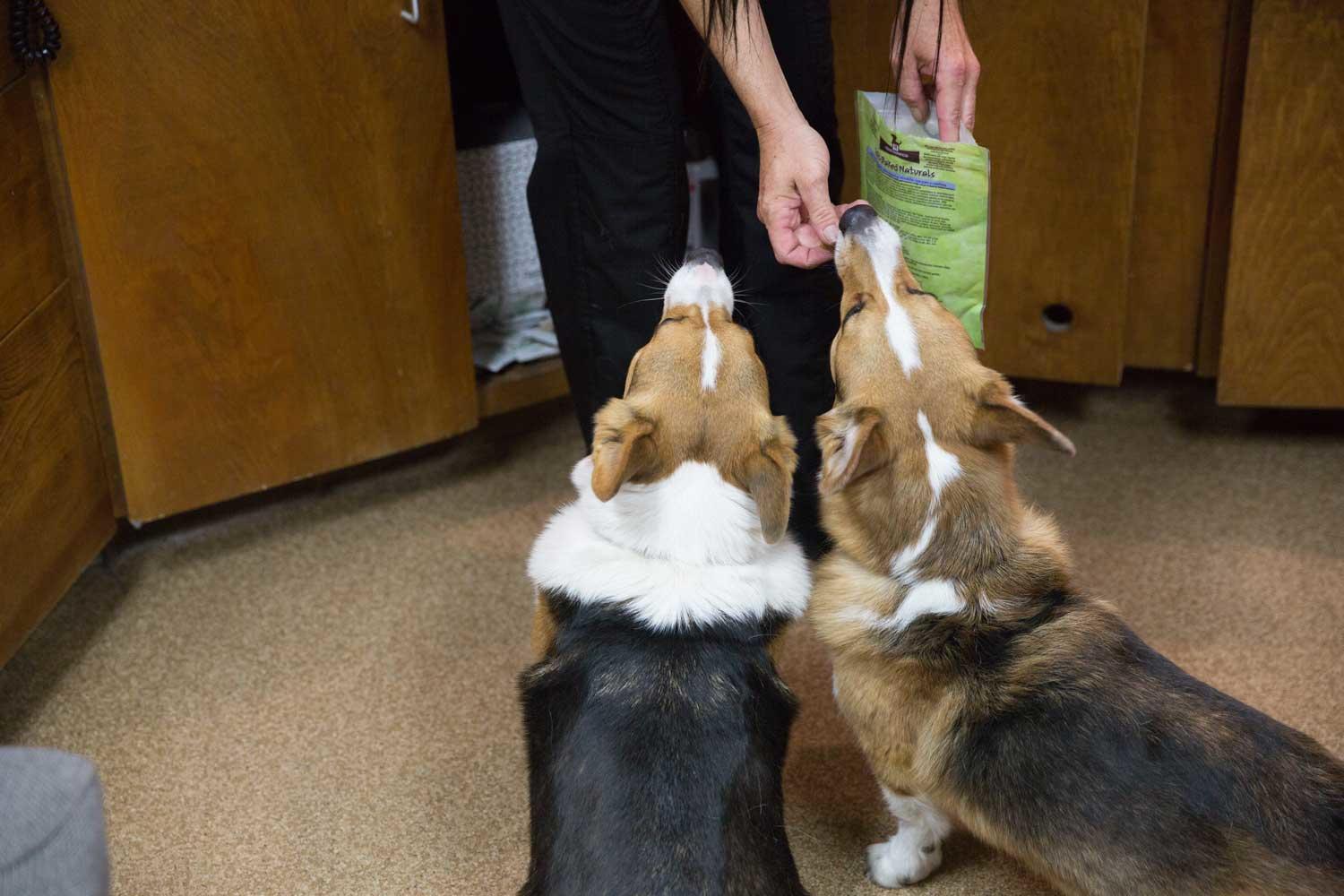 Pantano Animal Clinic, PC Photo