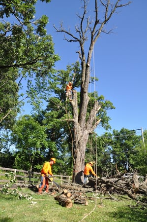 Images Gabriel's Tree Care Company Inc
