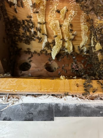 Images Kritscher Apiaries