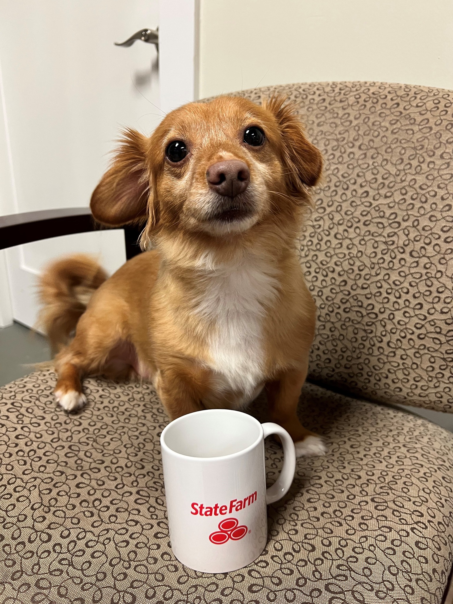 Meet Lord Nutterbutter! One of the adorable fur babies you can see hanging around our offices. Stop by one of our locations, and you may get to meet our fur babies in person! They love being spoiled with attention!