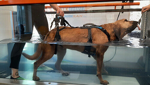 Images Lowell Road Veterinary Center