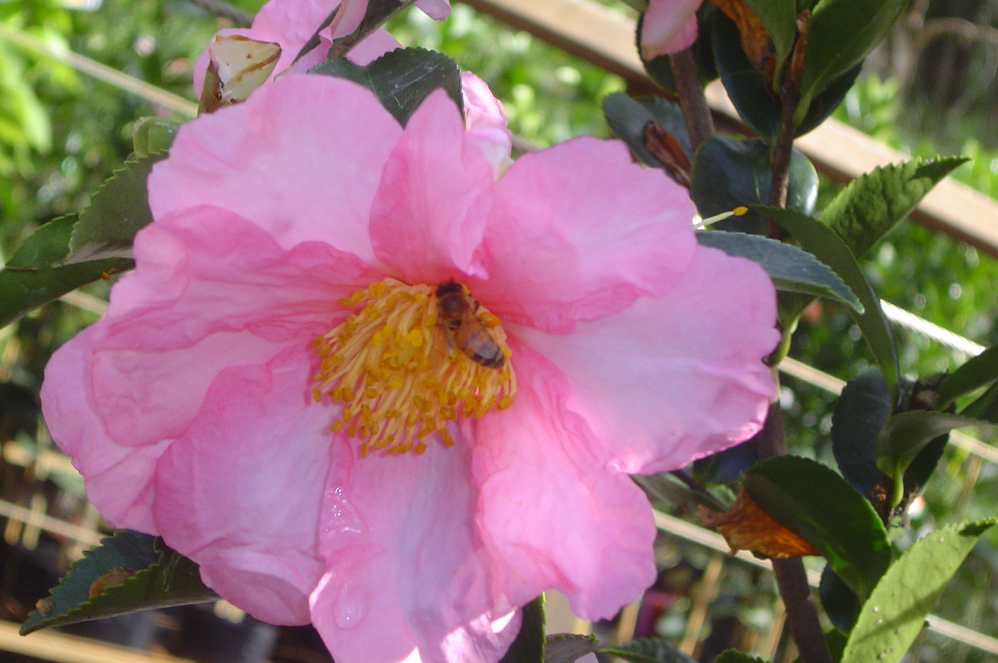 Images Eden at Byron