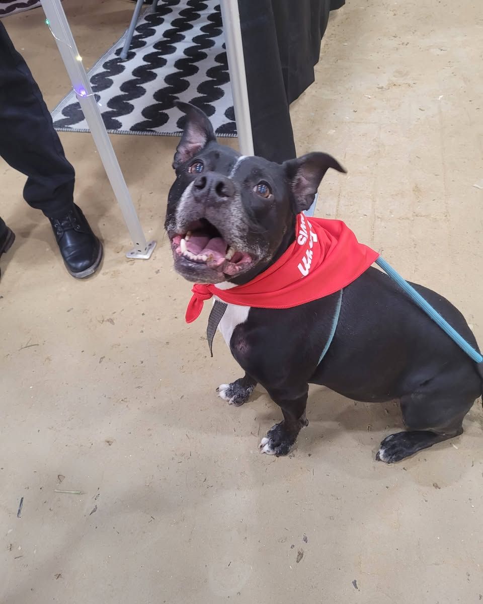 Angie Lewis - State Farm Insurance Agent Image