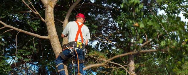Images Hawthorne Brothers Tree Service, Inc