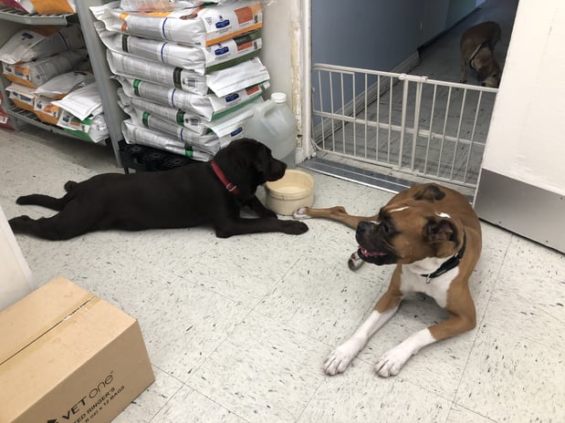 Images Melrose La Brea Animal Hospital