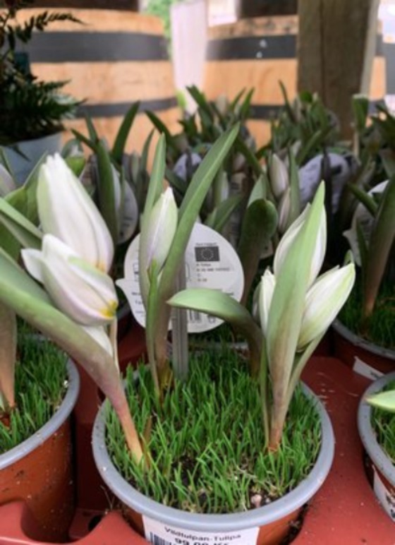 Images Bland Träd&häck Handelsträdgård AB