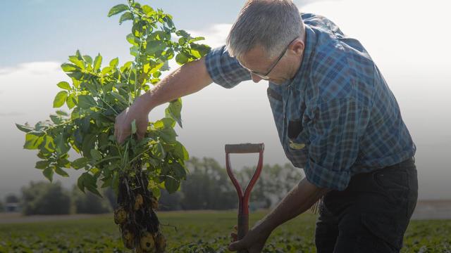 Images Gränsbo Potatis AB
