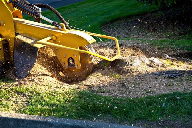 Images Dodge Tree Service Inc.