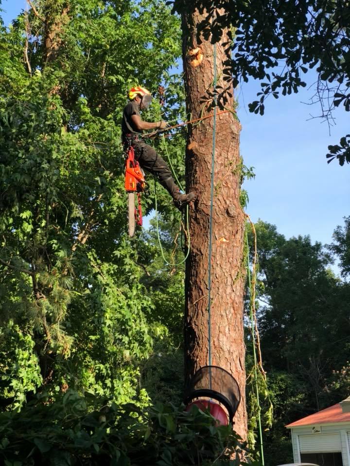 Top Flight Tree Service Llc Tree Service Jacksonville North Carolina