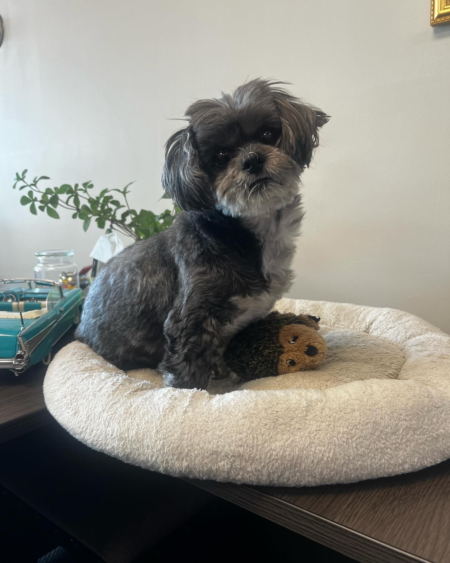 It’s National Pet Fire Safety day! This is Jo, our furriest team member. Keep your pets protected with Pet Insurance. Call either of our offices to get more information on pet coverage!
☎️: (302) 322-5331
☎️: (610) 431-1111