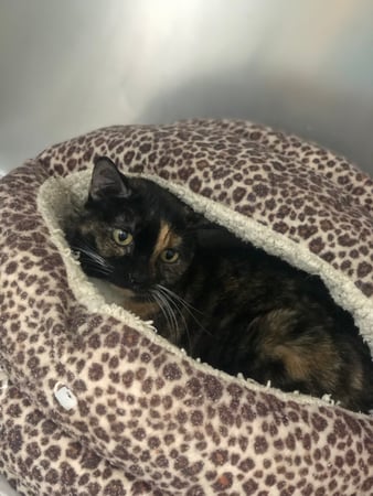 Images Melrose La Brea Animal Hospital