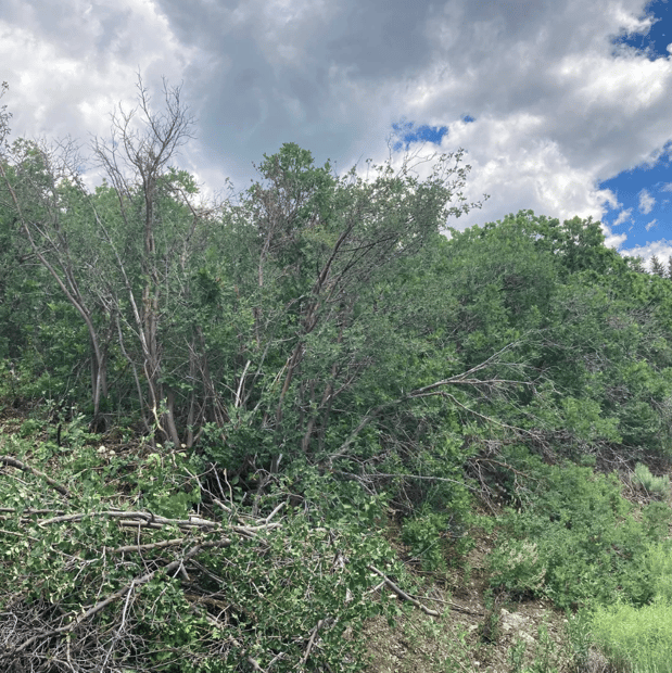 Images Alpine Forestry