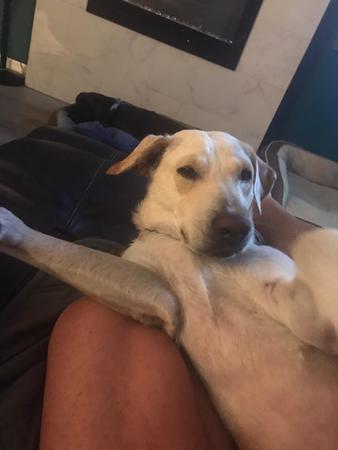 Images Wags'n'Waves Pet Sitting
