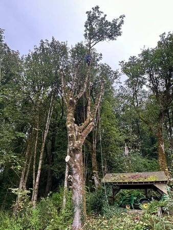 Images Brothers Tree service & Landscaping