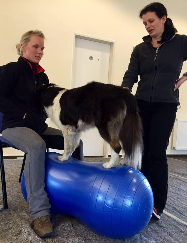 Canis Agilitas Hundephysiotherapie, Führenmoor 3 in Uetze