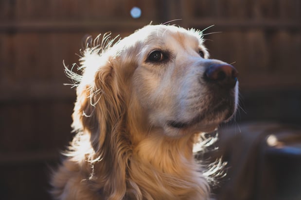 Images Shampooch
