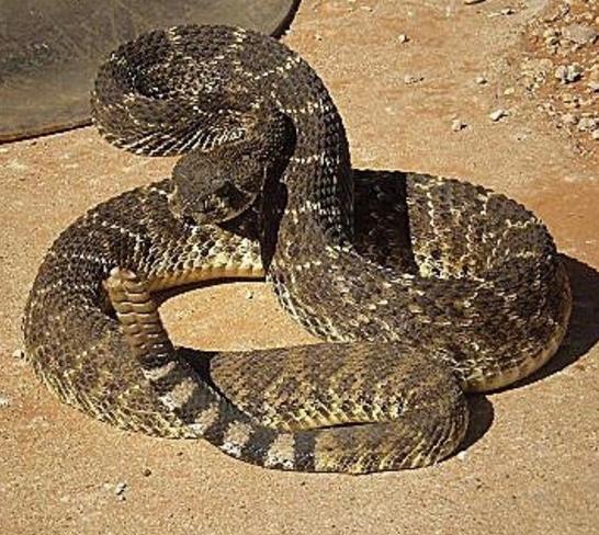 RattleSnake