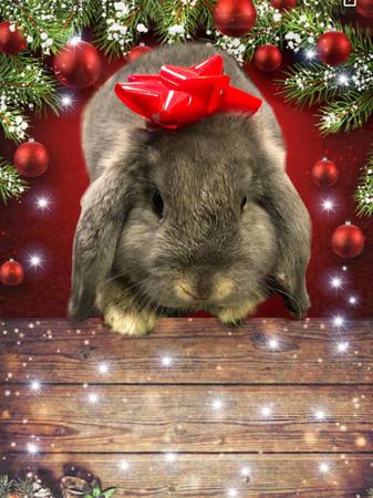 Images Frank's Pet Shop