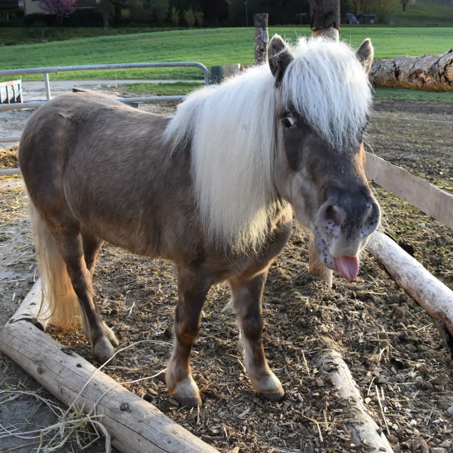 Bilder Wagis Farm - Hofladen