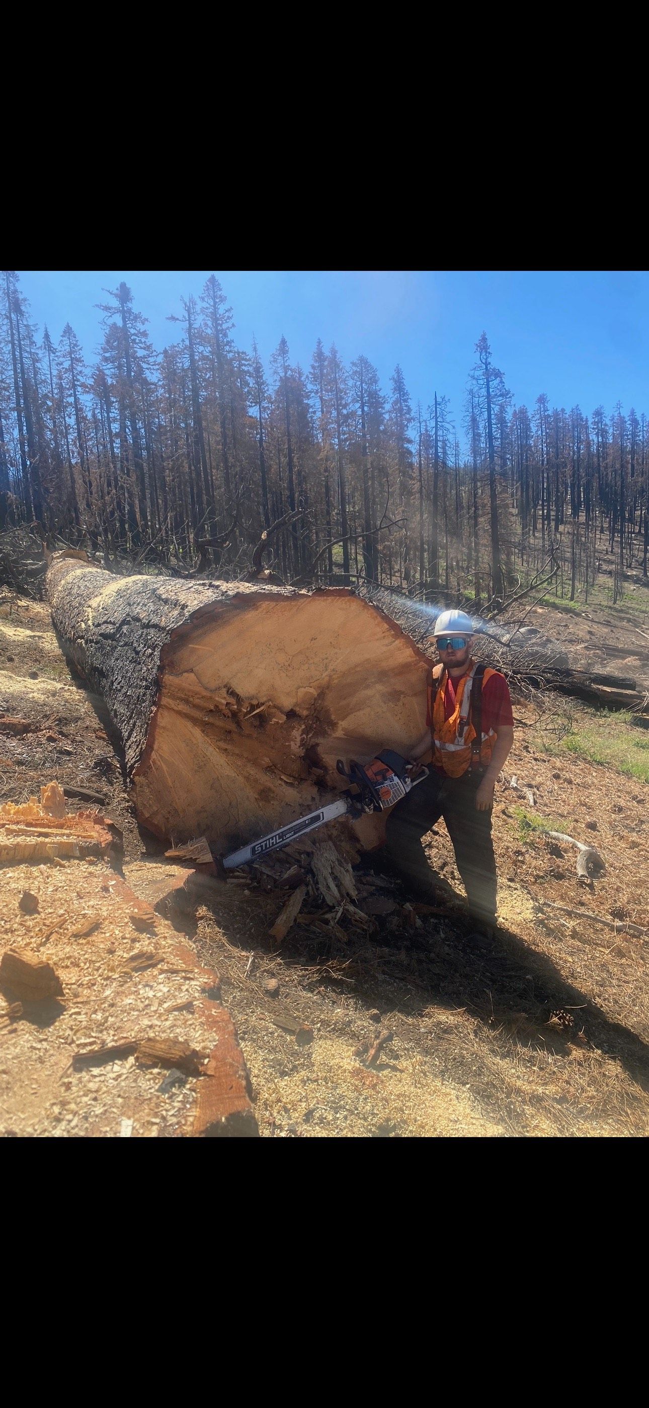 Precision Arbor Care Image