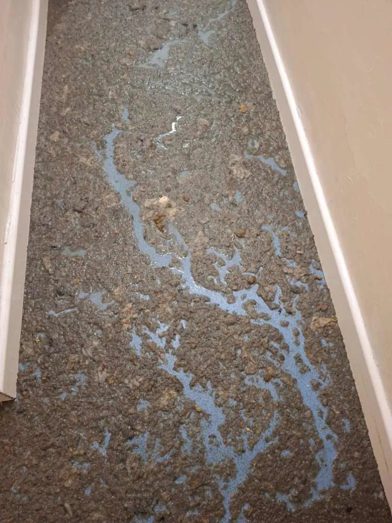 Images Belgravia Cleaning Services Ltd