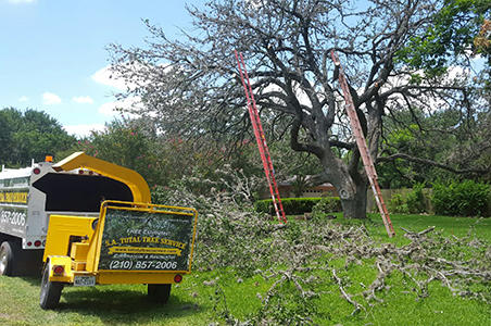 SA Total Tree Service Photo