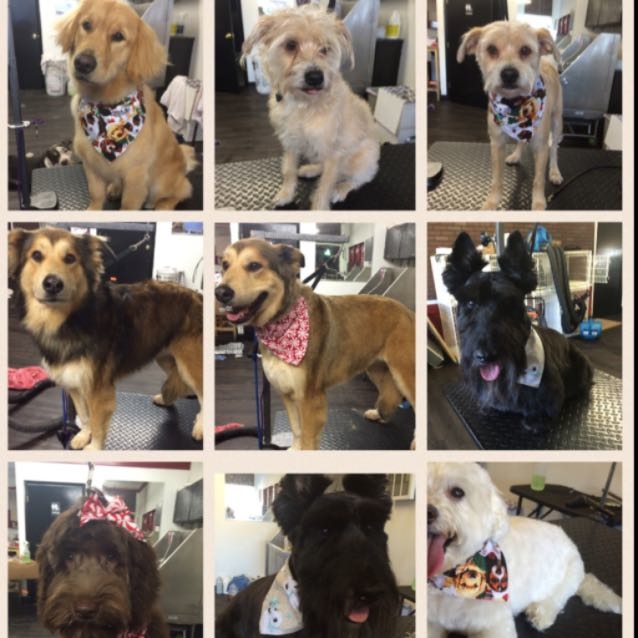 Some holiday grooms 