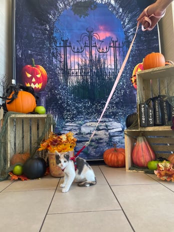 Images VCA West Los Angeles Animal Hospital